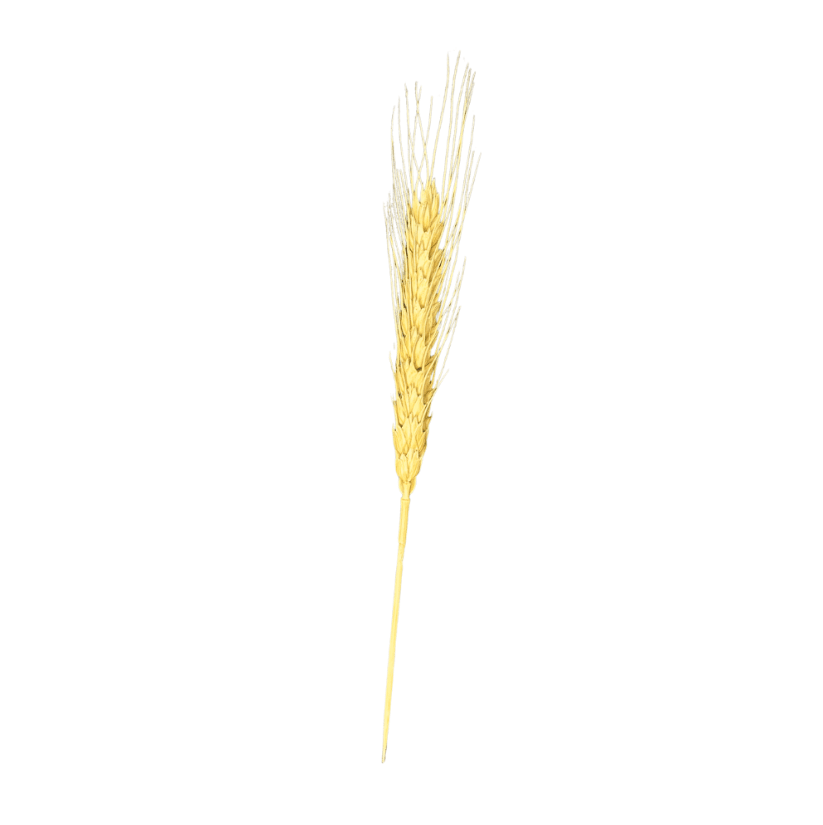 4.75 inch - Wheat Bamboo Picks copy - Pick On Us, LLC