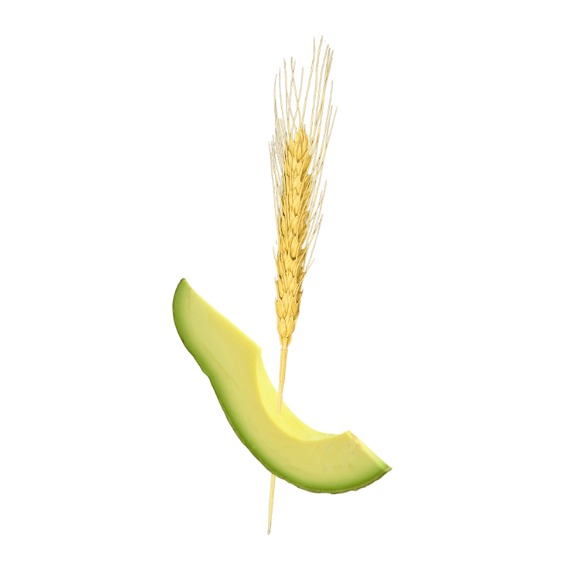 4.75 inch - Wheat Bamboo Picks copy - Pick On Us, LLC